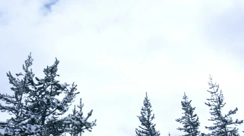 Landscape of Snow-covered Trees 스톡 동영상 61021482
