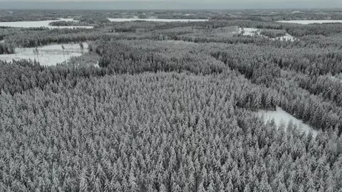 Landscape with snow covered trees Stock-Footage 262049290