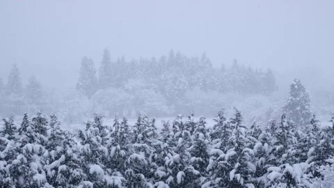 Landscape of snow-covered trees, snow continuing to fall, close-up Video stock 328483922