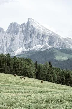 Landscape with snow Stock Photos