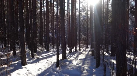 Landscape snow trees dense forest in winter Stock Footage 57810658