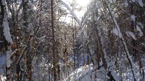 Landscape snow trees dense forest in winter Stock Footage 57810666