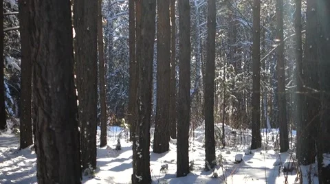 Landscape snow trees dense forest in winter Stock Footage 57810791
