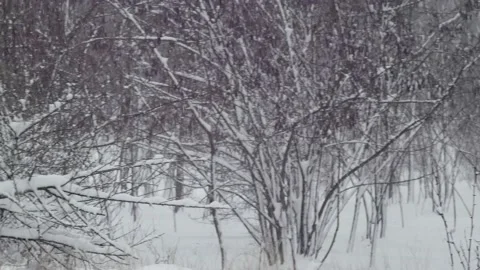 Landscape of snowfall and small snow-covered trees in the winter forest Vídeos de archivo 231774185