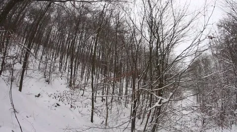 Landscape of a snowy forest Stock-Footage 61178987