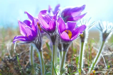 Landscape with spring flowers Stock Photos