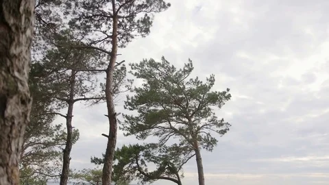 Landscape of the spring forest. Bare trees and pine trees are staggering from Stockbeeldmateriaal 76864669