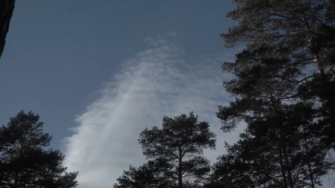 Landscape of the spring forest. Bare trees and pine trees are staggering from Stock Footage 87474092