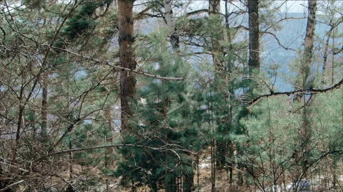 Landscape of spring forest in a mountainous area Stock Footage 105043462