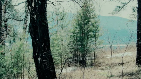 Landscape of spring forest in a mountainous area Stock Footage 105064703