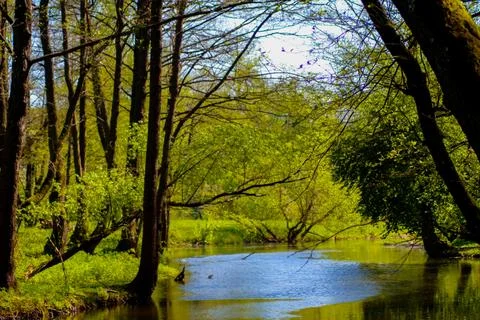 Landscape of a spring forest with a river Stock Photos