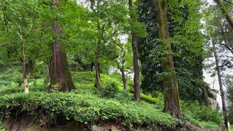 Landscape of Spring Green Forest. Stock Footage 162811917