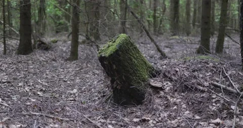 Landscape of a spring old forest. Stock Footage 132259669
