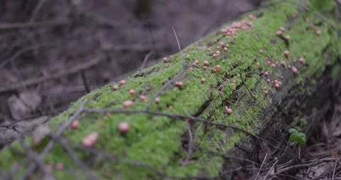 Landscape of a spring old forest. Stock Footage 132260493