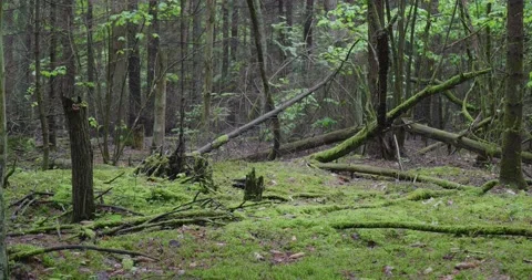 Landscape of a spring old forest. Stock Footage 132269541