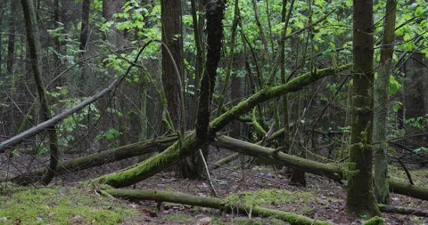 Landscape of a spring old forest. Stock Footage 132270601