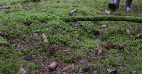 Landscape of a spring old forest. Stock Footage 132270709