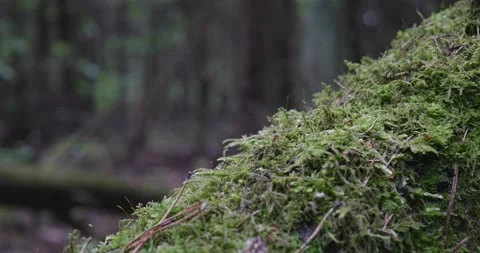 Landscape of a spring old forest. Stock Footage 132270798