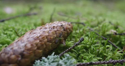 Landscape of a spring old forest. Video stock 132270919
