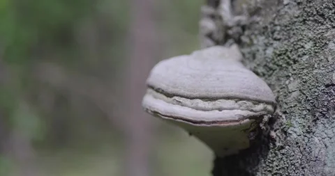 Landscape of a spring old forest. Stock Footage 132275335