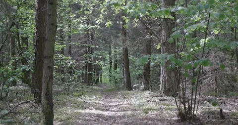 Landscape of a spring old forest. Stock Footage 132275672