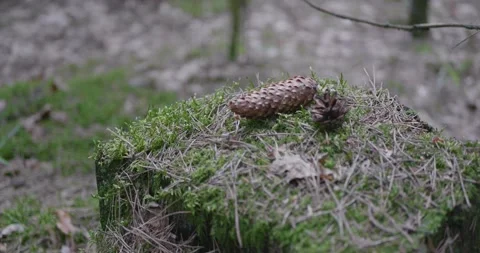 Landscape of a spring old forest. Stock Footage 132275786
