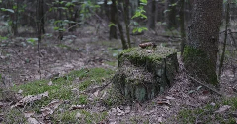 Landscape of a spring old forest. Stock Footage 132276332