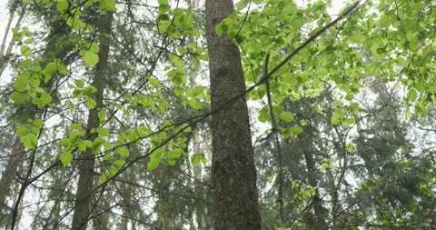 Landscape of a spring old forest. Stock Footage 132276445