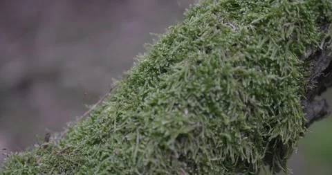 Landscape of a spring old forest. Stock Footage 132276635