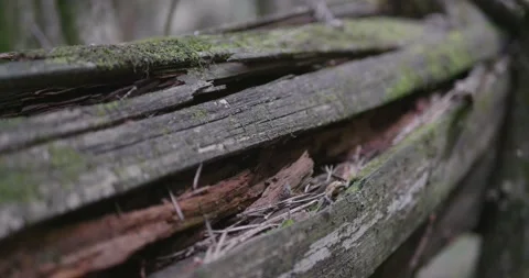 Landscape of a spring old forest. Video stock 132276699