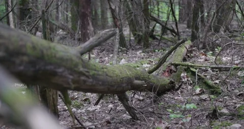 Landscape of a spring old forest. Video stock 132277095