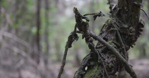 Landscape of a spring old forest. Stock Footage 132277700