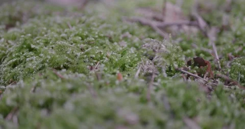 Landscape of a spring old forest. Stock Footage 132277720