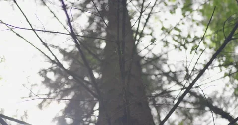 Landscape of a spring old forest. Stock Footage 132278433