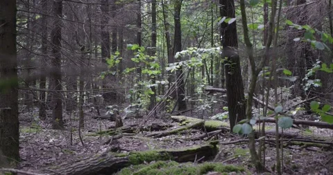 Landscape of a spring old forest. Stock Footage 132278959