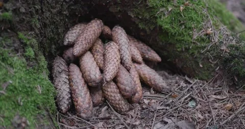 Landscape of a spring old forest. Stock Footage 132279362