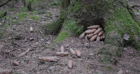 Landscape of a spring old forest. Stock Footage 132279452