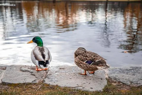 Landscape in the spring Stock Photos