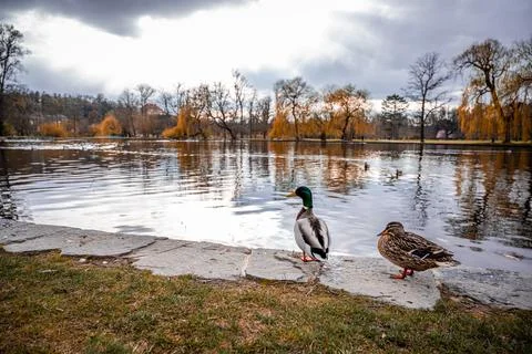Landscape in the spring Stock Photos