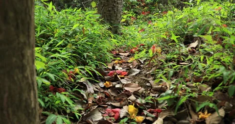 Landscape in spring tropical forest Stock Footage 194224173