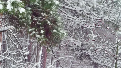 Landscape with a spruce branch in the forest, during a snowfall Vídeos de archivo 231775007