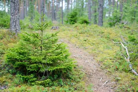 Landscape with spruce in the forest Stock Photos