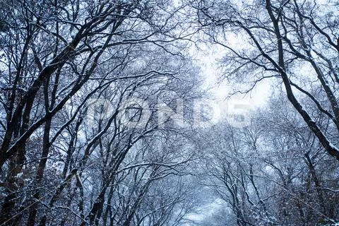 Landscape with spruce trees blue sky with sun light. Fantastic evening winter Stock-Fotos