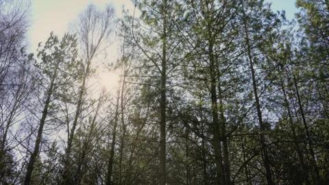 Landscape static shot of sun shining through tall tree forest at spring season Stock Footage 333210658