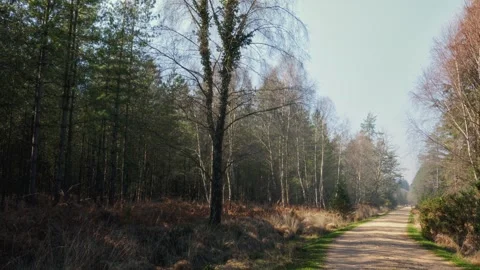 Landscape static shot of tall thin tree forest and winding pathway at spring Stock Footage 333210446
