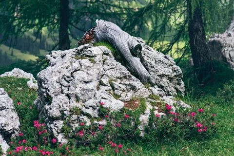 Landscape stone with a root in the forest Foto stock