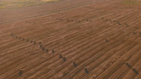 Landscape of straw bales against setting sun on background. Rural nature. Wheat Vídeo Stock 177124262