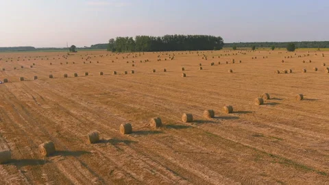Landscape of straw bales against setting sun on background. Rural nature. Wheat 스톡 동영상 179684282