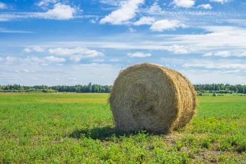 Landscape. Straw. Mowed grass in a roll. Stock Photos