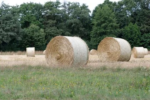 Landscape Straw round bales Field Straw Grain Grain harvest Agriculture Germany Stock Photos